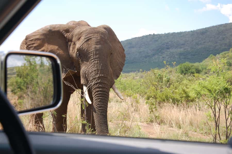 From Johannesburg: Pilanesberg National Park Safari - Spotting smarter: what the guide and audio support really do