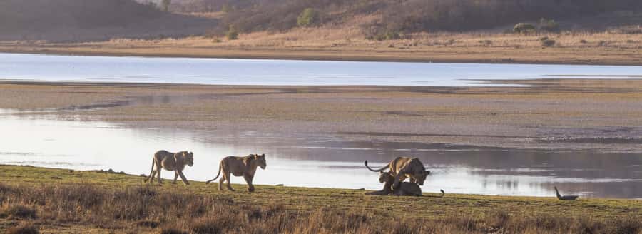 From Johannesburg: Pilanesberg National Park Safari - The long ride out: air-conditioned comfort and how to use the time