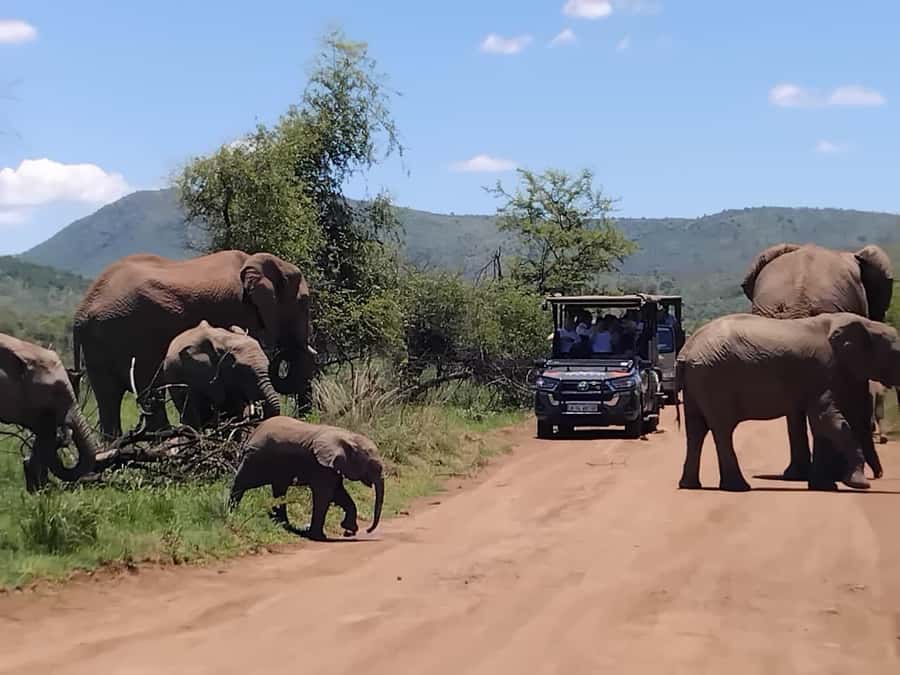 From Johannesburg: Pilanesberg Nature Reserve Game Safari - Lunch by a water hole: a break that helps you enjoy the afternoon drive