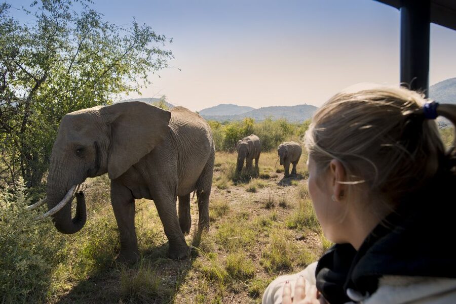 From Johannesburg: Pilanesberg Nature Reserve Game Safari - Timing and comfort: chilly open Jeep mornings, hot afternoons