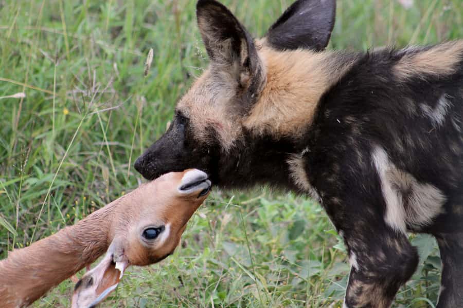 From Johannesburg: Pilanesberg Nature Reserve Game Safari - Who this safari fits best, and who should consider another plan