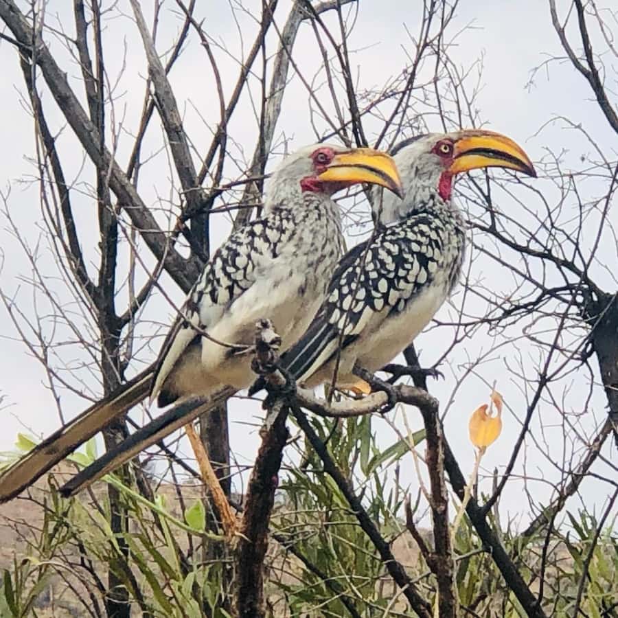From Johannesburg: Pilanesberg Wildlife Safari - FAQ