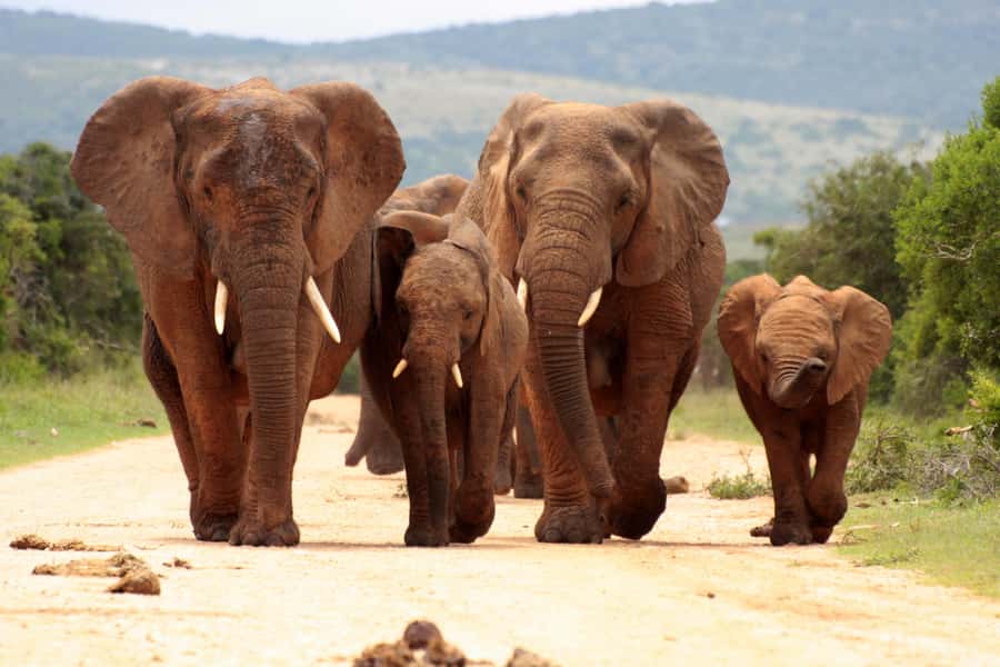 From Johannesburg: Pilanesberg Wildlife Safari - Switching to an open safari vehicle, where the action feels nearer