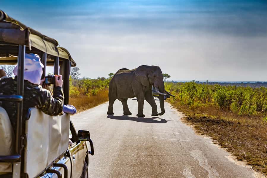 From Johannesburg: Pilanesberg Wildlife Safari - The drive inside the reserve, extinct volcano scenery, and smart timing