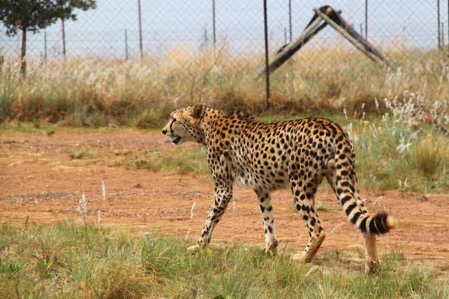 From Johannesburg: Rhino & Lion Safari and Wonder Cave Tour - Key highlights to know before you go