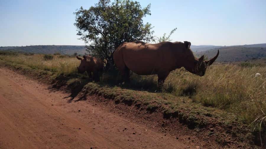 From Johannesburg: Rhino & Lion Safari and Wonder Cave Tour - A one-day safari and Wonder Cave combo near Johannesburg