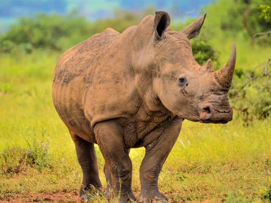 From Johannesburg: Rhino & Lion Safari and Wonder Cave Tour - Wonder Cave access: 87 stairs, an elevator, and formations up to 15 meters