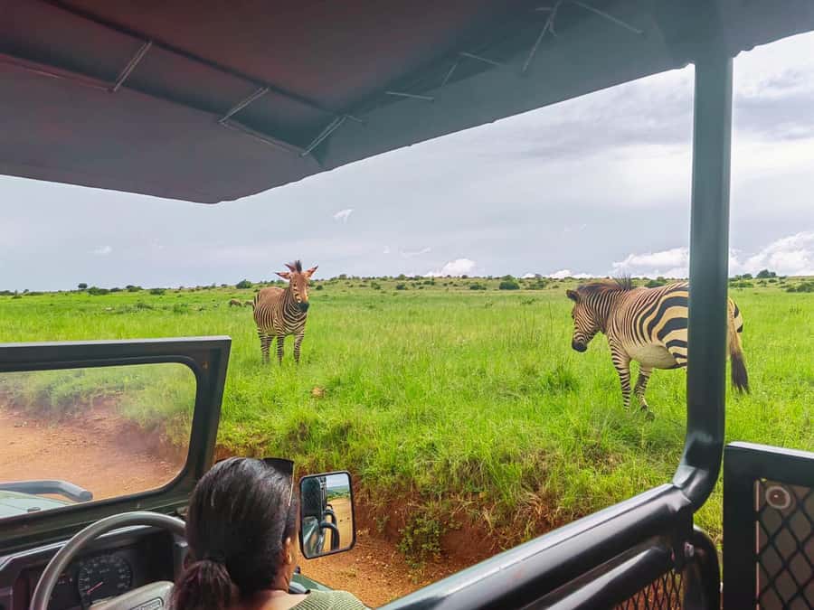 From Johannesburg: Rhino & Lion Safari and Wonder Cave Tour - Bothongo Rhino & Lion Nature Reserve: what your safari day really delivers