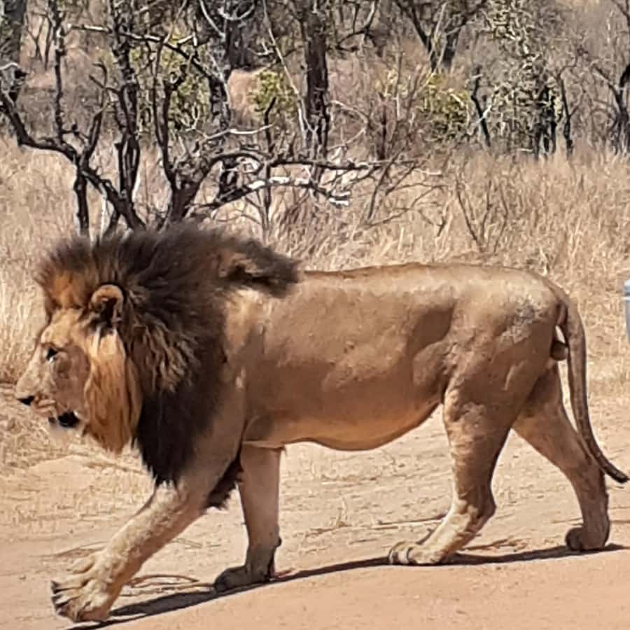 From Malelane: Half Day Kruger Park Wildlife Safari - Key things to know before you go