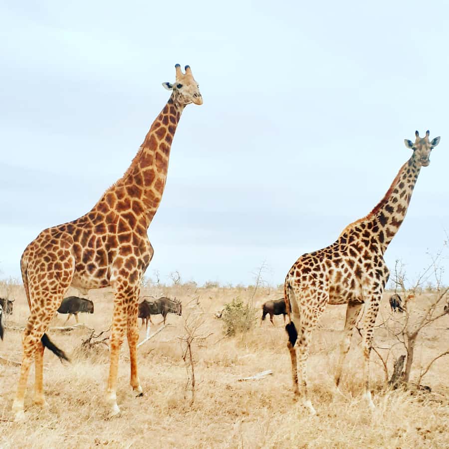 From Malelane: Kruger National Park Afternoon Safari - Key things to know before you go