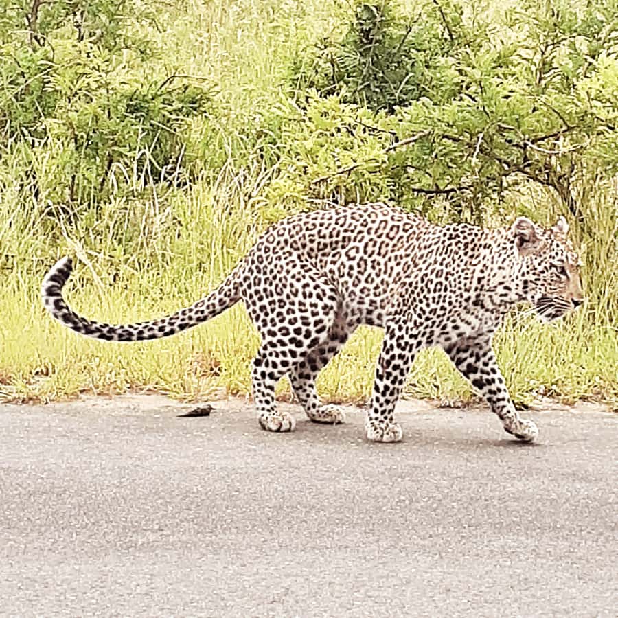 From Malelane: Kruger National Park Afternoon Safari - Entering Kruger from Malelane: a smarter half-day plan