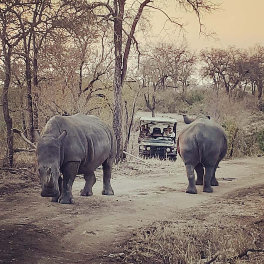 From Malelane: Kruger National Park Afternoon Safari - Your guide is the whole show, especially on the big sightings