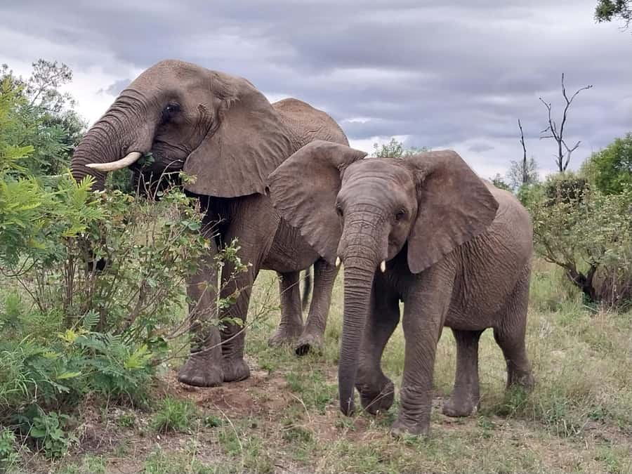 From Malelane: Kruger National Park Afternoon Safari - FAQ