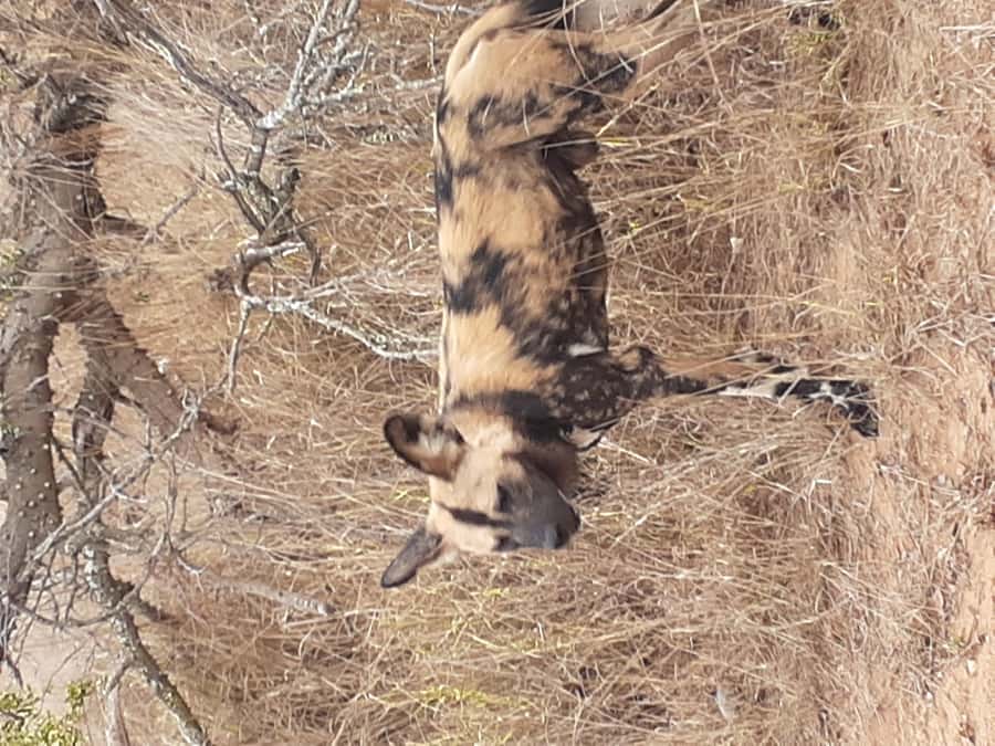 From Malelane: Kruger National Park Full-Day Safari - Key things to know before you go