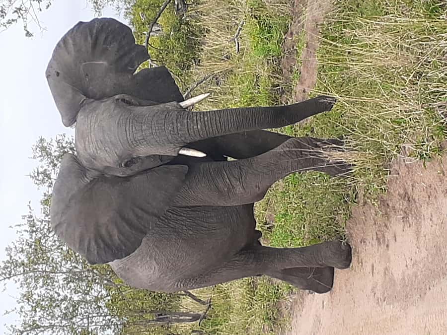 From Malelane: Kruger National Park Full-Day Safari - Morning Pickup at 5:00 AM, When the Park Feels Alive