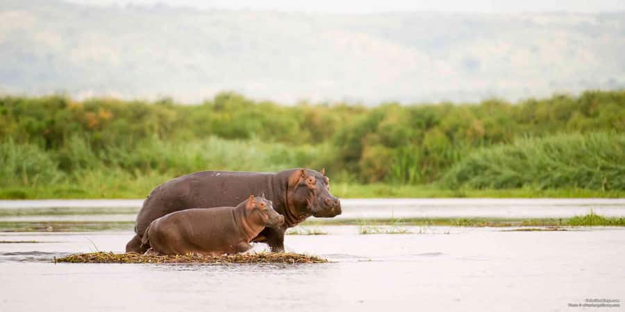 From Marloth Park: Sunset River Cruise Safari - Komati and Crocodile at golden hour: the vibe you’re really paying for