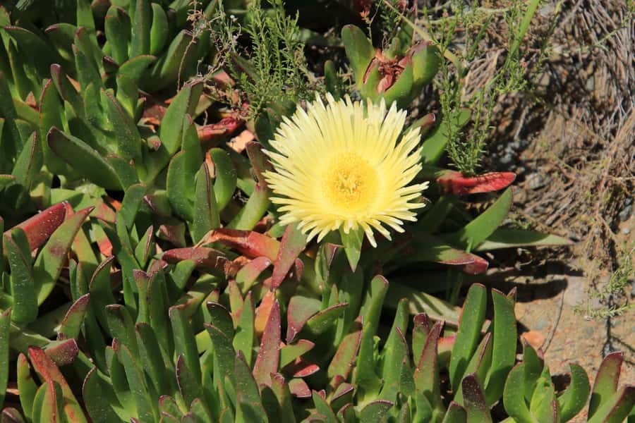 From Oudtshoorn: Full-Day Private Swartberg Mountain Tour - Die Top summit, where the Great Karoo stretches out