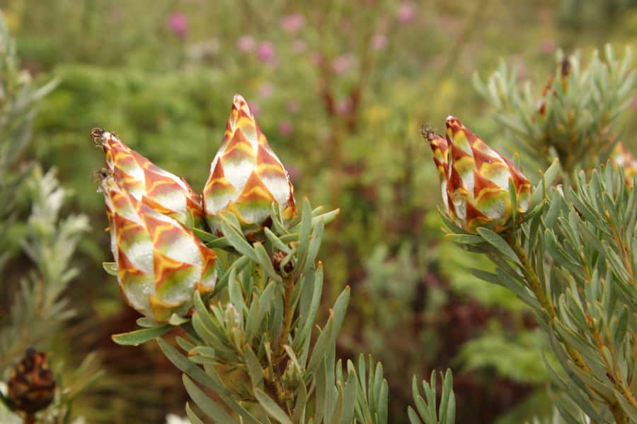 From Oudtshoorn: Full-Day Private Swartberg Mountain Tour - Prince Albert lunch stop, a smart reset in the middle of the route