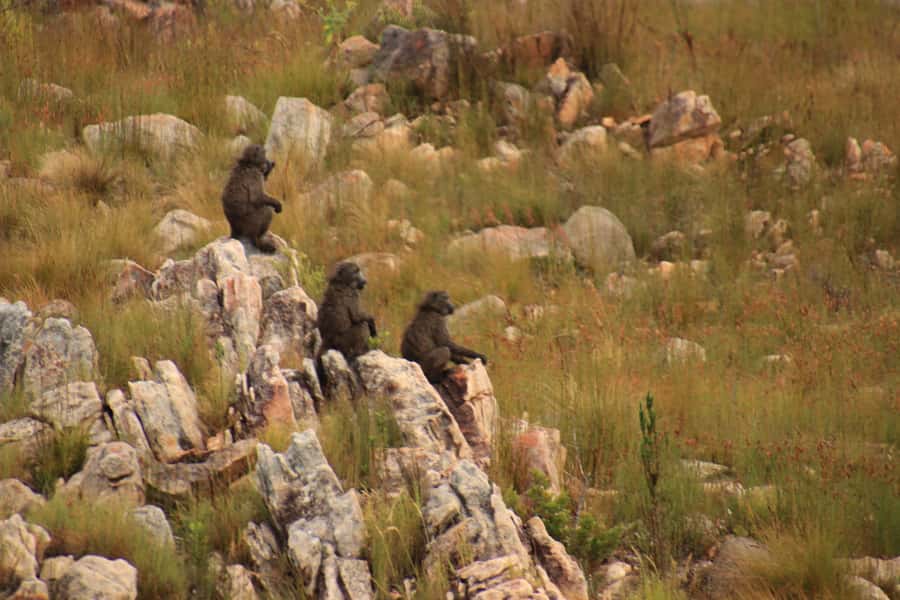 From Oudtshoorn: Full-Day Private Swartberg Mountain Tour - Finishing through the pass toward De Rust