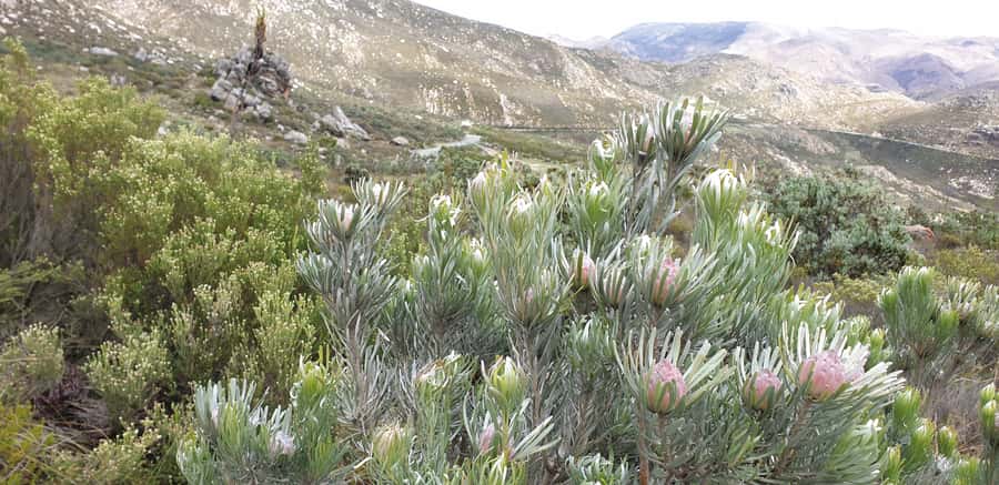From Oudtshoorn: Full-Day Private Swartberg Mountain Tour - Price and value: what $229 per person really buys