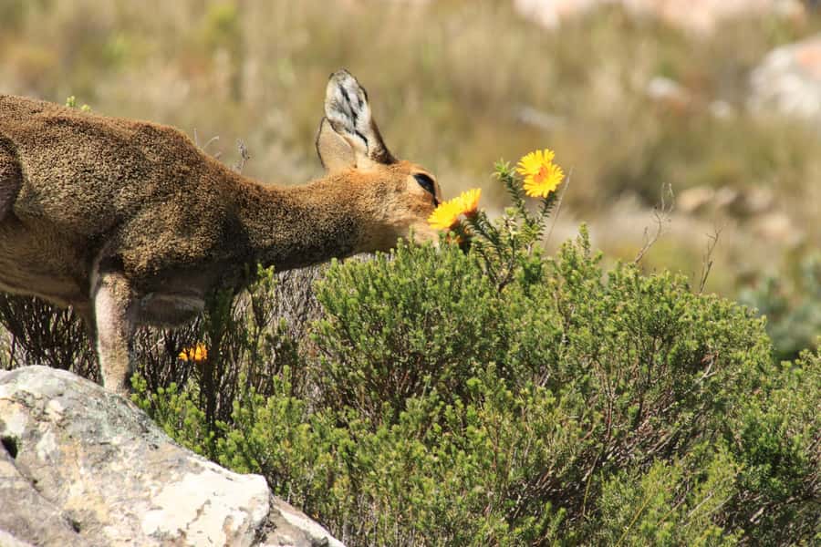From Oudtshoorn: Full-Day Private Swartberg Mountain Tour - Swartberg Pass hiking route, from national monument to summit air