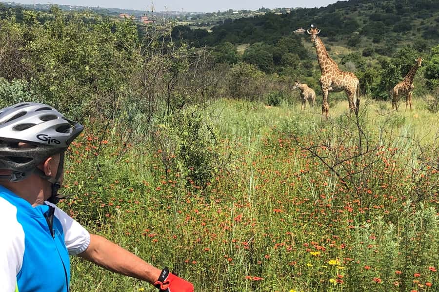 From Pretoria: E-Bike in the wild with game near Jo'burg - Tea, melktert, koeksisters, and vetkoek: the cool down that finishes strong