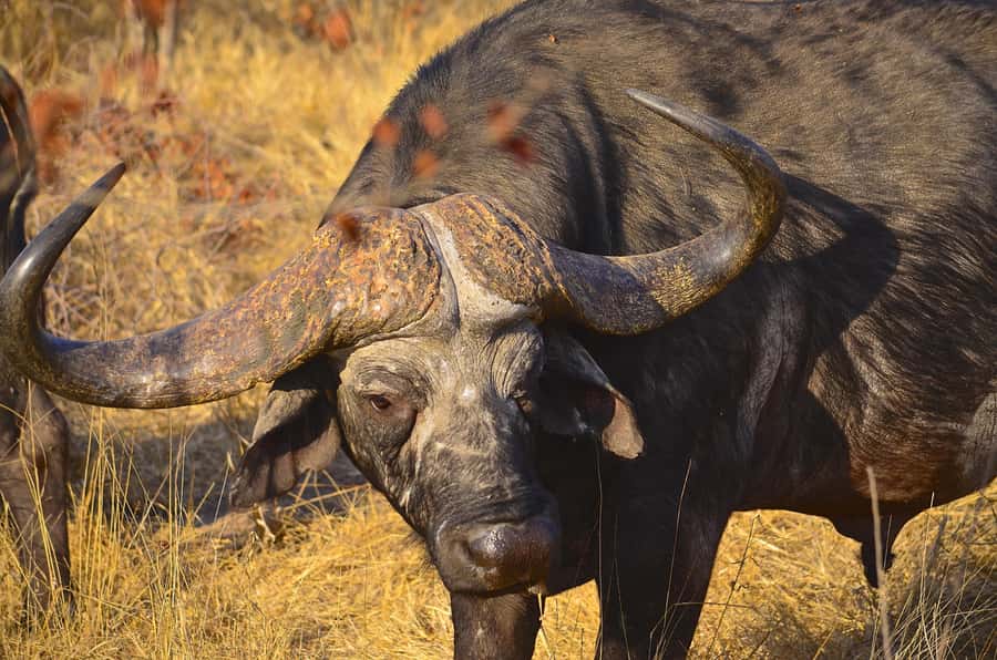 From Richards Bay: Hluhluwe Imfolozi Game Reserve Day Trip - Key highlights at a glance