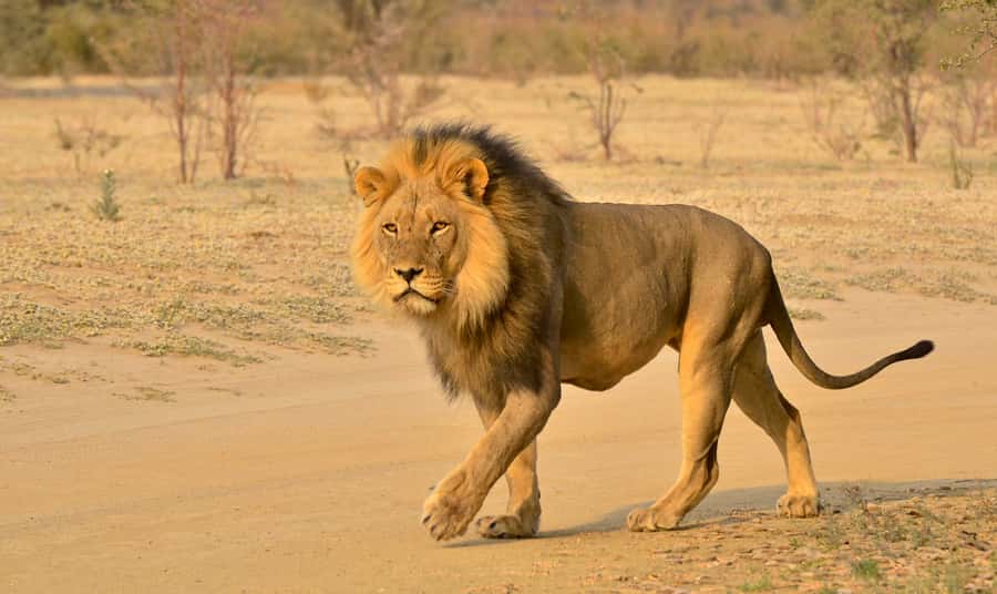 From Richards Bay: Hluhluwe Imfolozi Game Reserve Day Trip - Why Hluhluwe Imfolozi is a Big Five day trip that actually makes sense