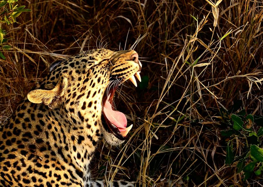 From Richards Bay: Hluhluwe Imfolozi Game Reserve Day Trip - The 6-hour pacing from Richards Bay Harbor, and what it means for your day