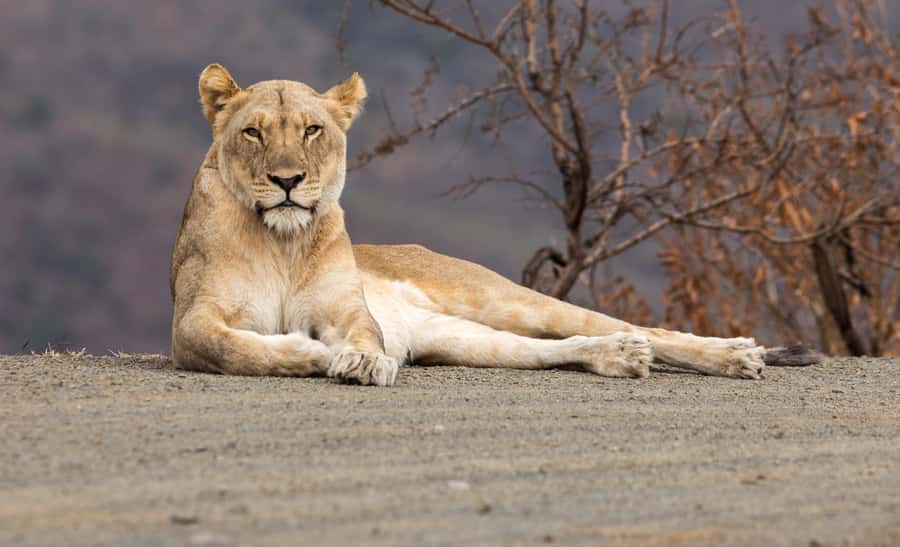 From St Lucia: Big 5 Safari in the Hluhluwe-Imfolozi Park - Key Highlights You Should Know