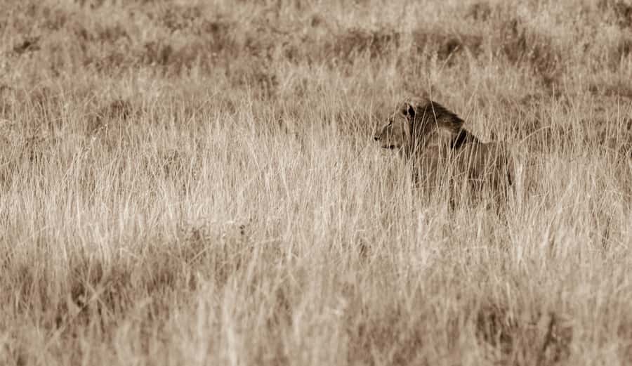 From St Lucia: Big 5 Safari in the Hluhluwe-Imfolozi Park - Who This Safari Is Best For (And Who Might Prefer Something Else)