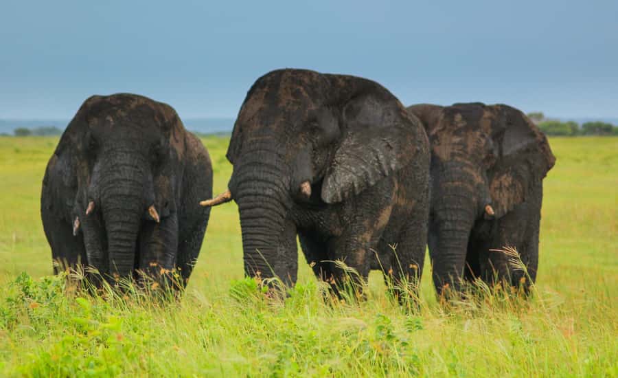From St Lucia: Cape Vidal Full-Day Snorkeling Safari - Safari drive in iSimangaliso: what you might see and what to watch for