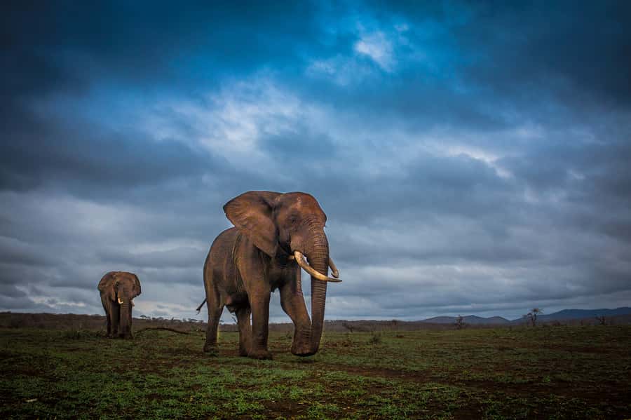 From St Lucia: iSimangaliso Sunset Safari - Key things to know before you go