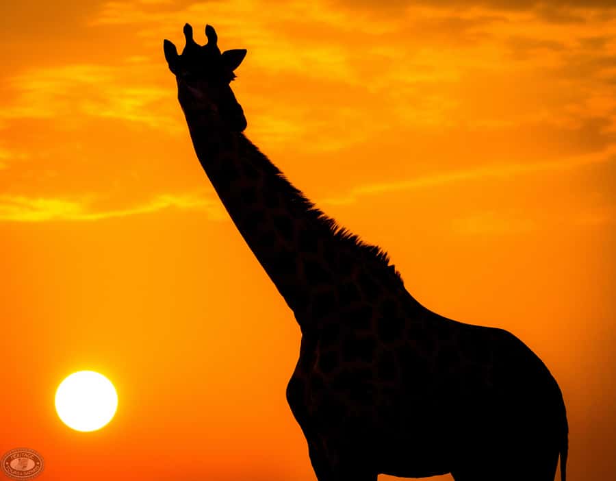 From St Lucia: iSimangaliso Sunset Safari - Getting from St Lucia into safari mode (and why pickup helps)