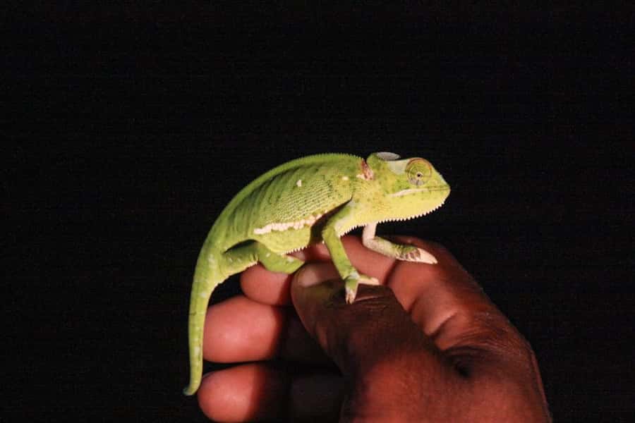 From St Lucia: iSimangaliso Wetland Park Night Drive Safari - How the 3 Hours in the Park Actually Works