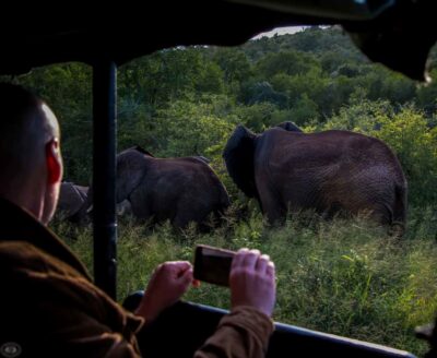 From St Lucia: iSimangaliso Wetland Park Night Drive Safari