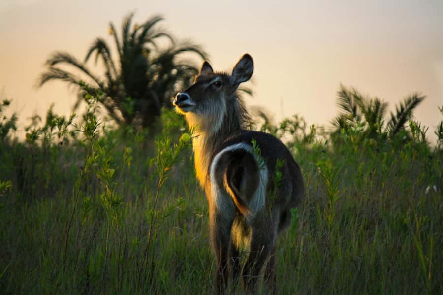 From St Lucia: iSimangaliso Wetland Park Night Drive Safari - What You Can See After Dark, From Bush Babies to Big Game
