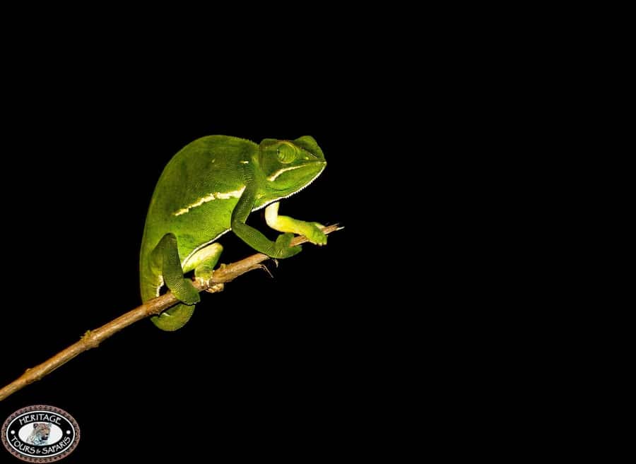 From St Lucia: iSimangaliso Wetland Park Night Drive Safari - Spotlights, an English Guide, and Better Chances to Find Animals