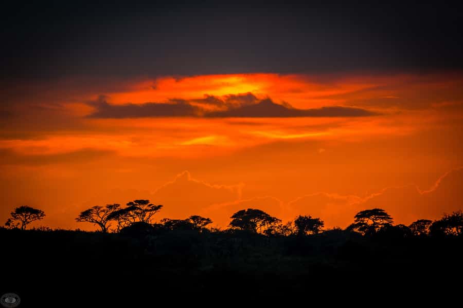 From St Lucia: iSimangaliso Wetland Park Night Drive Safari - Price and Value: What $46 Gets You for 3 Hours