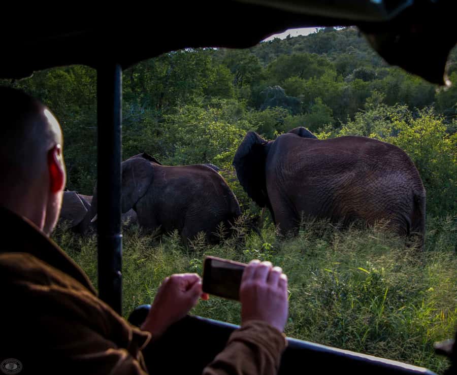 From St Lucia: iSimangaliso Wetland Park Night Drive Safari - Pickup at Abiel Publishing, and Why the Start Time Matters