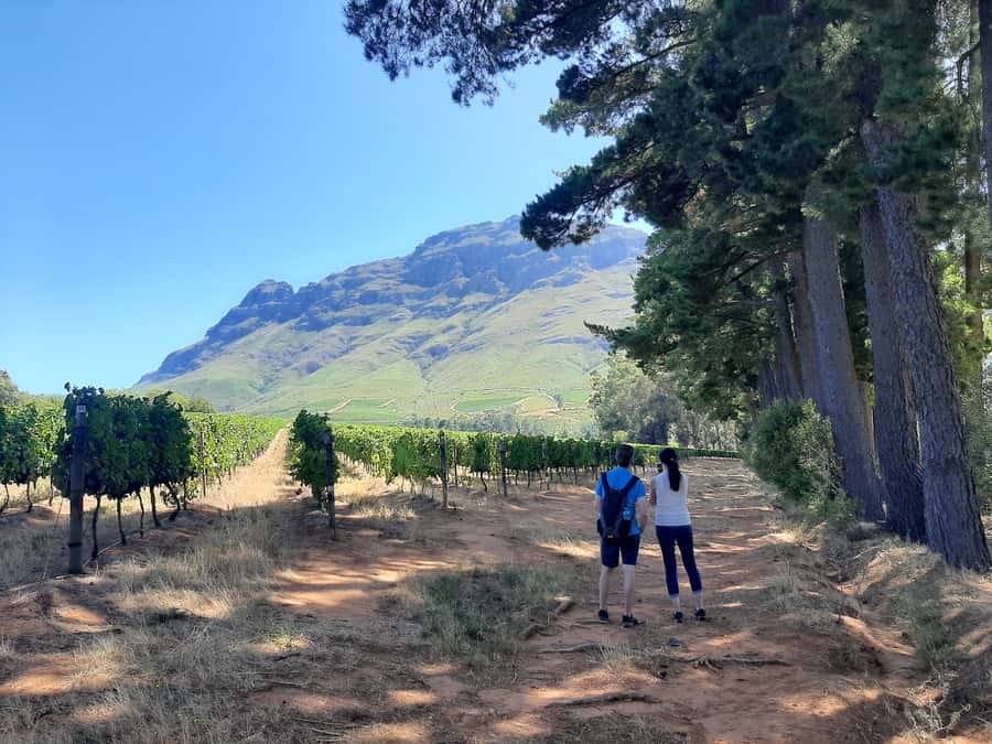 From Stellenbosch: Stellenbosch Guided Vineyard Walk - Key things that make this Stellenbosch vineyard walk worth your time