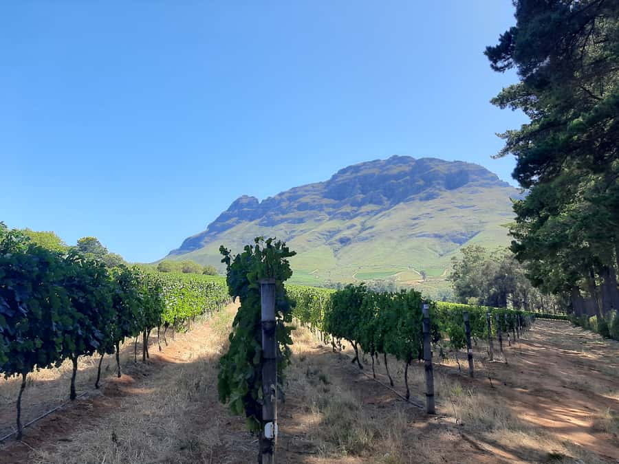 From Stellenbosch: Stellenbosch Guided Vineyard Walk - Why this Stellenbosch vineyard walk works better than a quick tasting stop