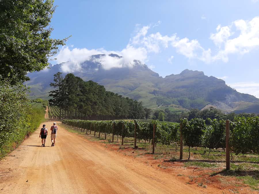 From Stellenbosch: Stellenbosch Guided Vineyard Walk - Learning Cabernet Sauvignon vs Pinot Noir on the vines, not just in a glass