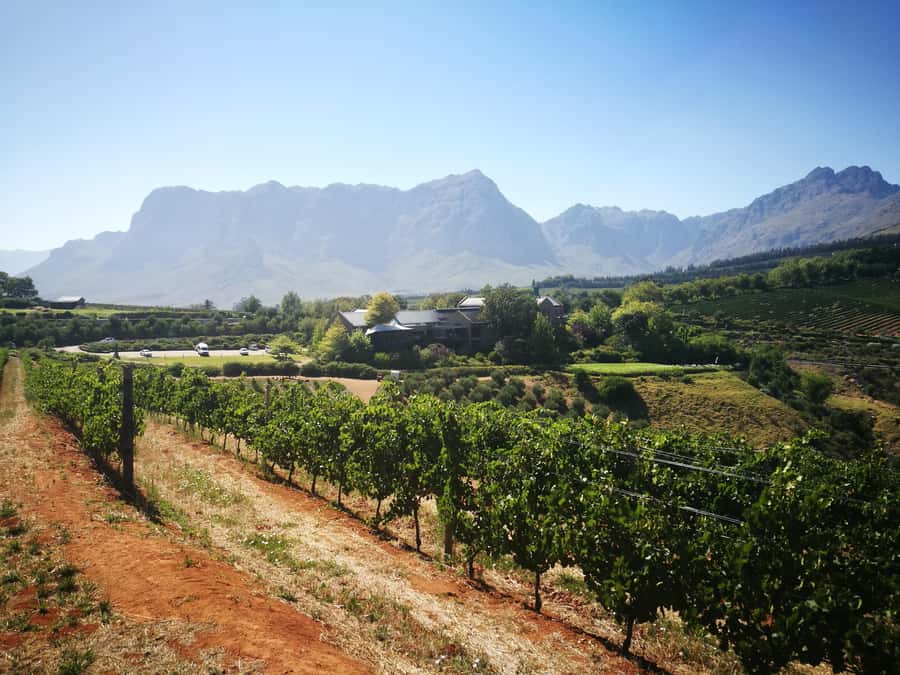 From Stellenbosch: Stellenbosch Guided Vineyard Walk - Cellar tour and wine sips: what to expect inside the winemaking process
