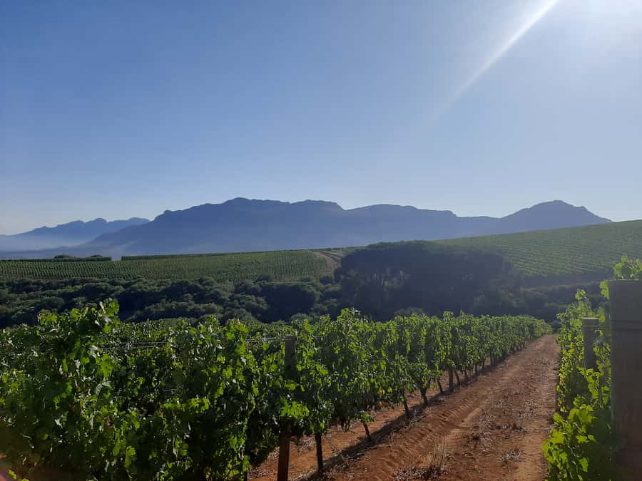 From Stellenbosch: Stellenbosch Guided Vineyard Walk - Two winery visits plus a light lunch, with mountain views in between