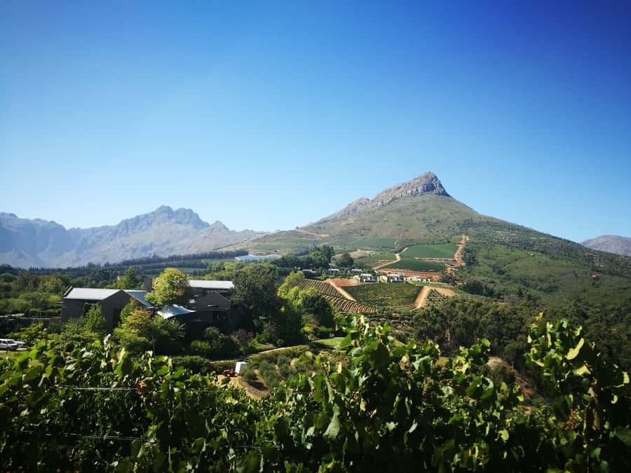 From Stellenbosch: Stellenbosch Guided Vineyard Walk - Who should book this (and who should skip it)?