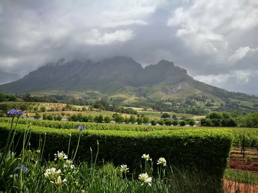 From Stellenbosch: Stellenbosch Guided Vineyard Walk - FAQ