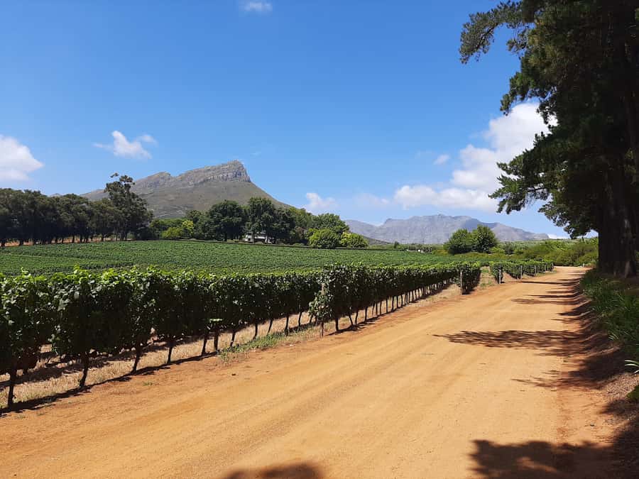 From Stellenbosch: Stellenbosch Guided Vineyard Walk - From Zorgvliet Lodge parking to your first vineyard lesson