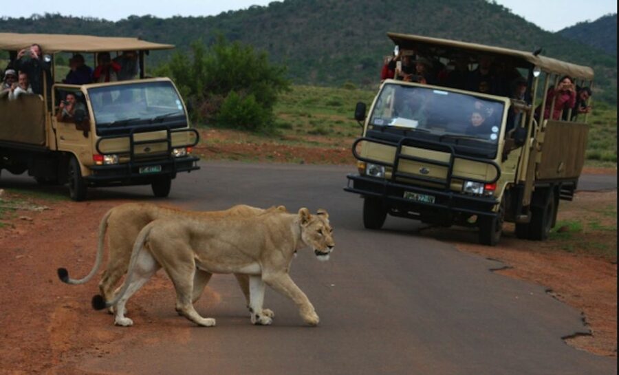 From Sun City: Pilanesberg National Park 3-Hour Game Drive - From Sun City Check-In to a Real Game Drive