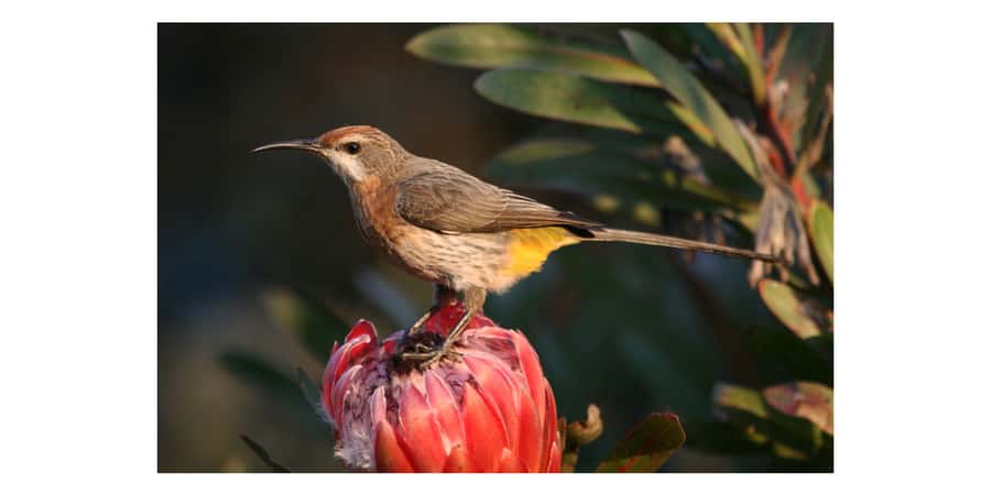 From Underberg: Sani Pass Birding Tour with Birding Guide - Key highlights to know before you go